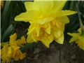 narcisi